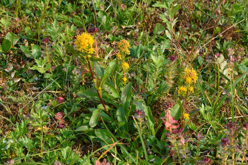 Solidago compacta photo 5