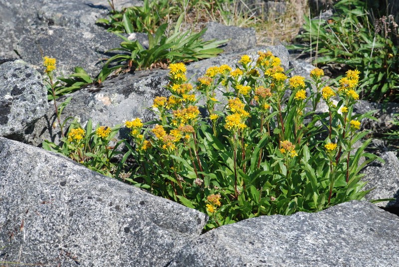 Solidago compacta photo 6