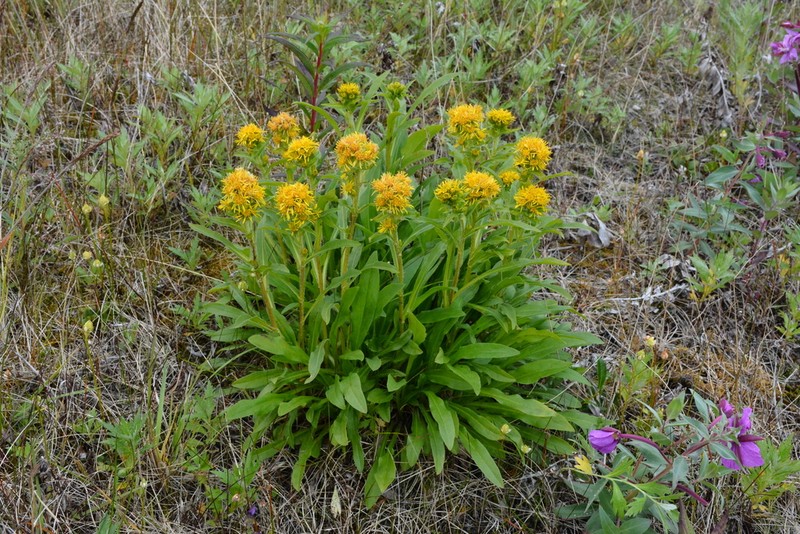 Solidago compacta photo 7