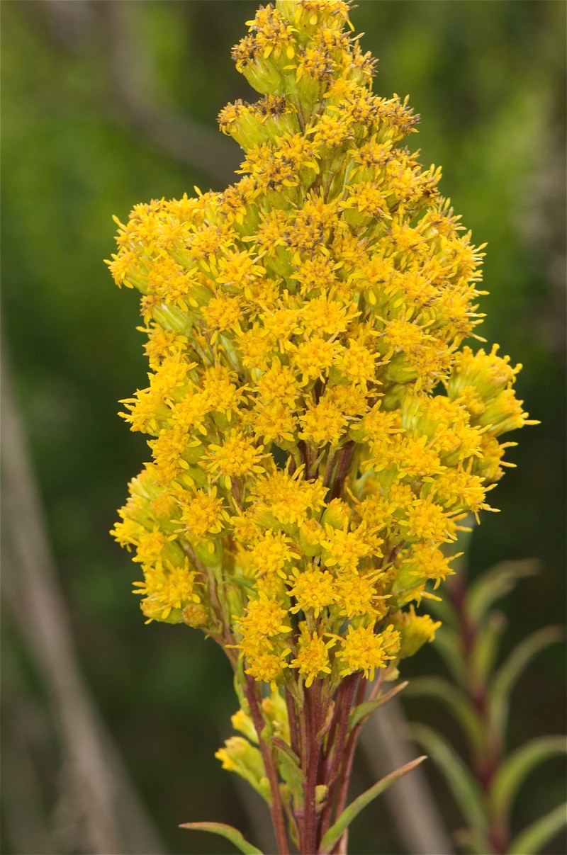 Solidago confinis