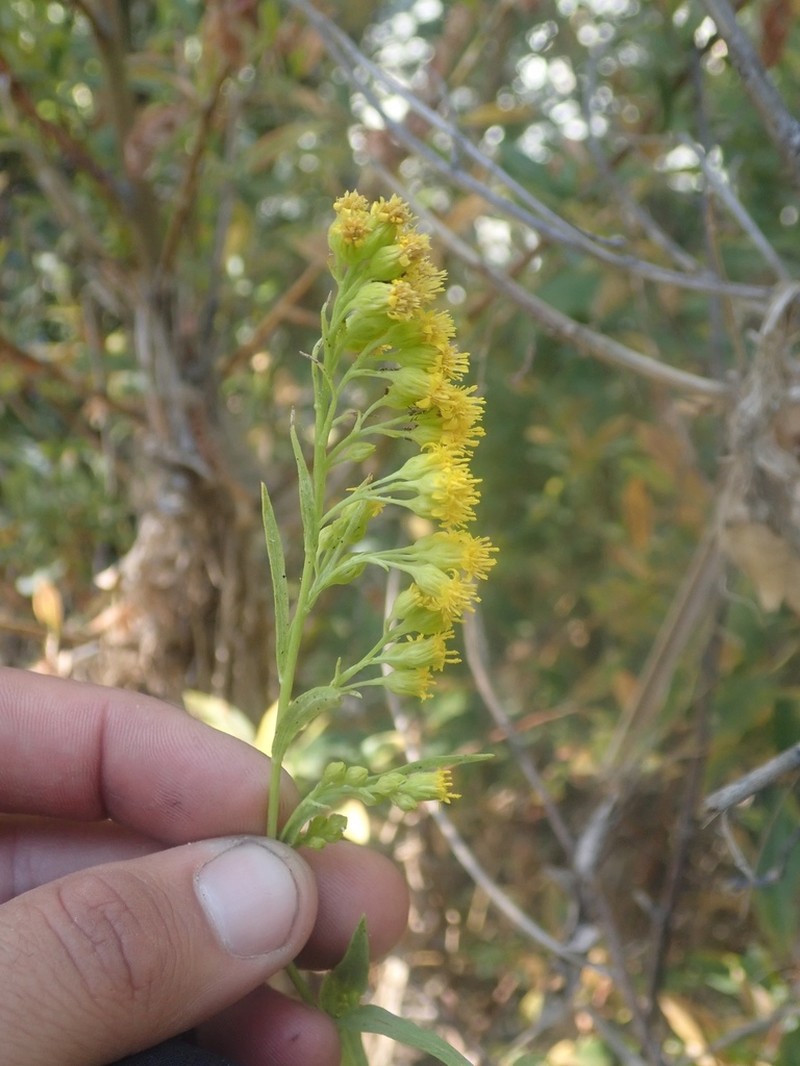 Solidago confinis photo 2
