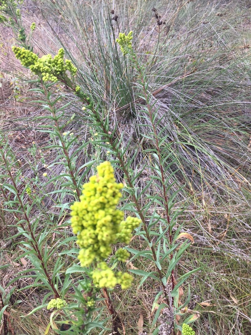 Solidago confinis photo 3