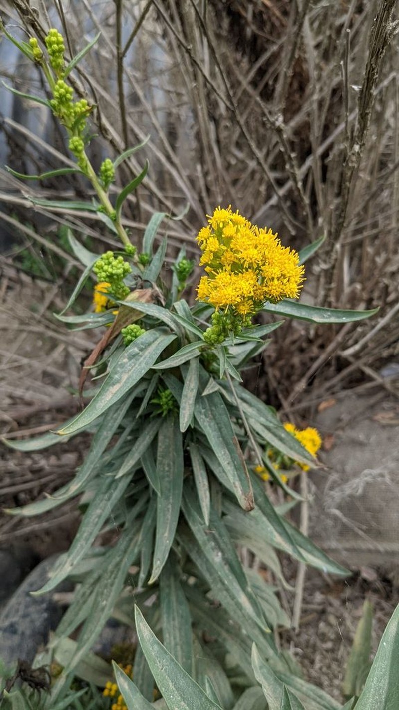 Solidago confinis photo 4