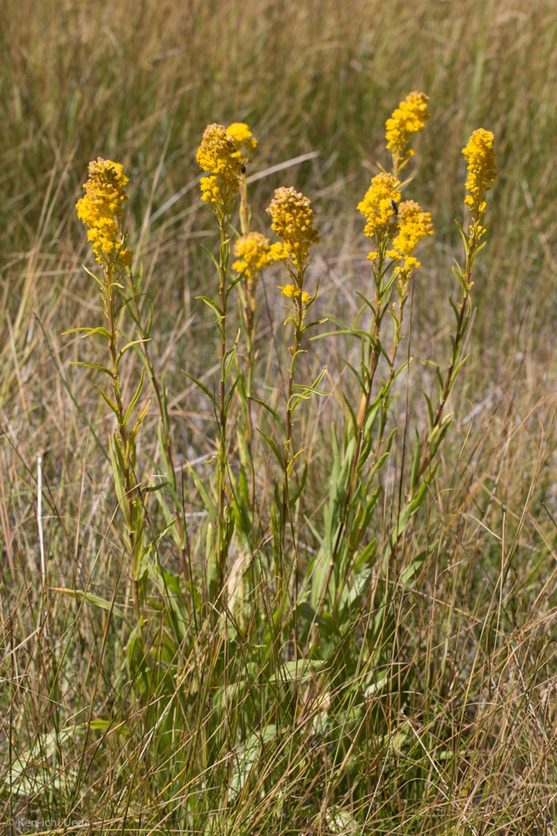Solidago confinis photo 5