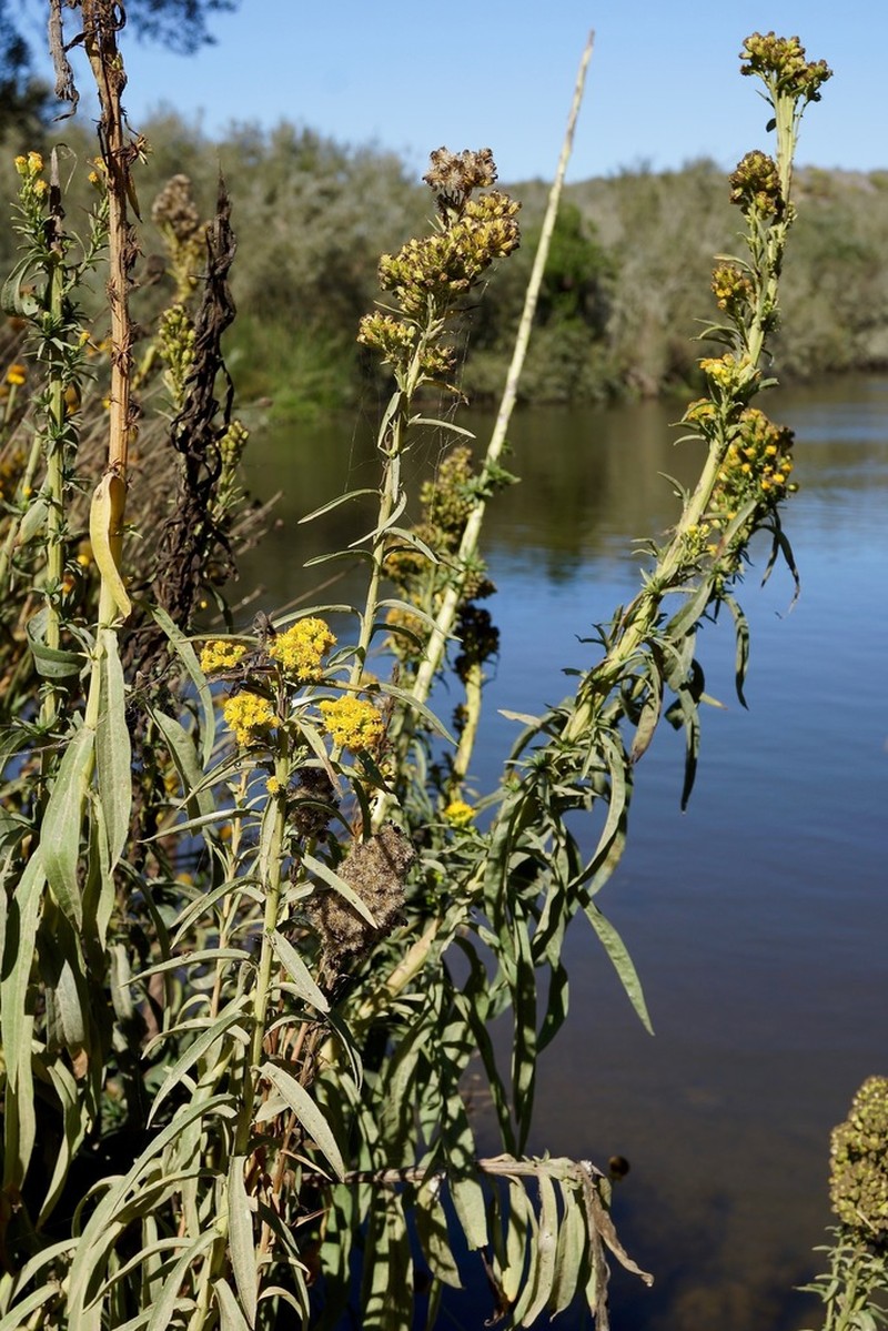 Solidago confinis photo 6