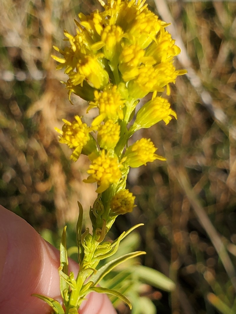 Solidago confinis photo 7