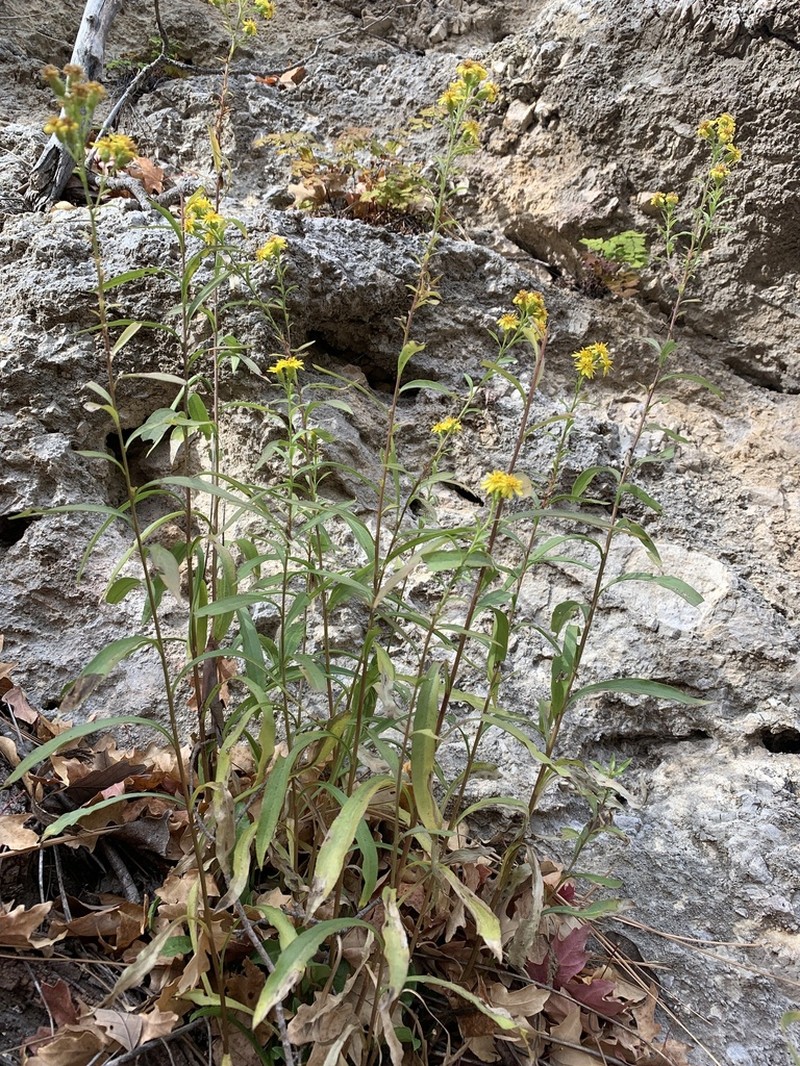 Solidago correllii