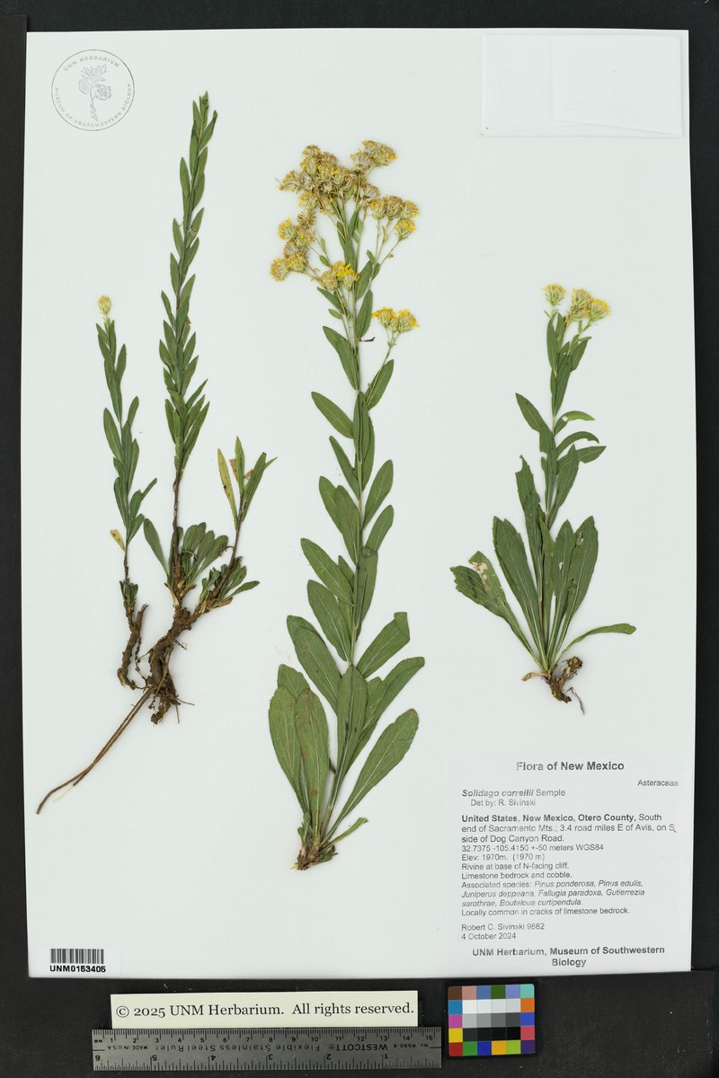 Solidago correllii photo 2