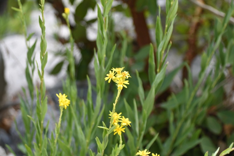 Solidago correllii photo 3