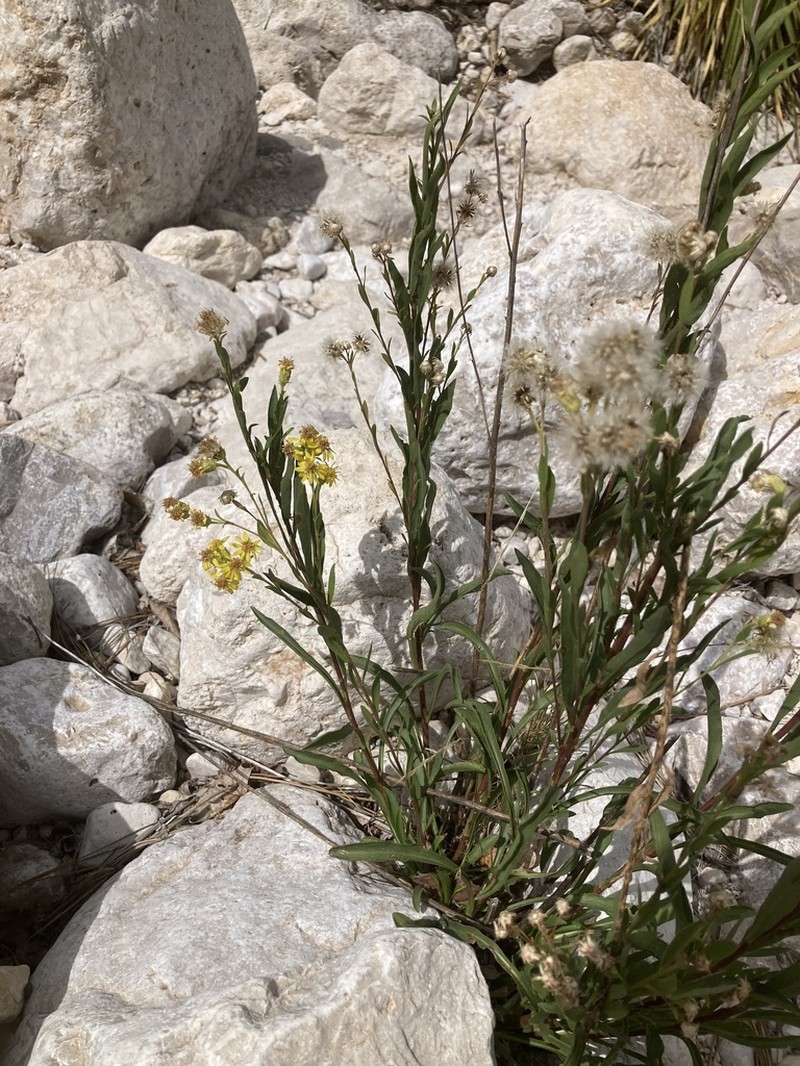 Solidago correllii photo 4