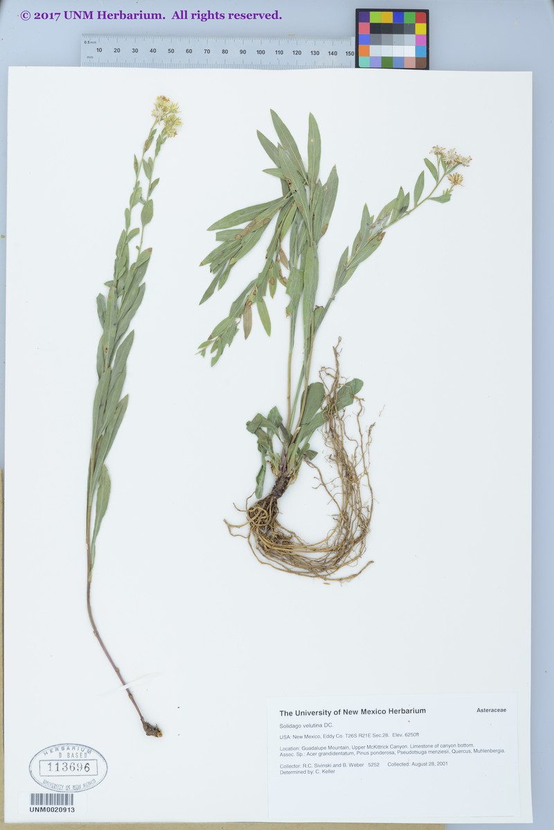 Solidago correllii photo 5