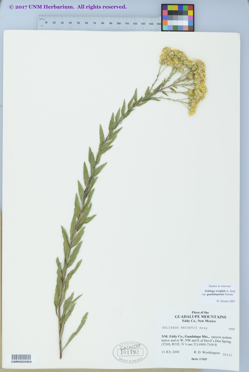 Solidago correllii photo 6