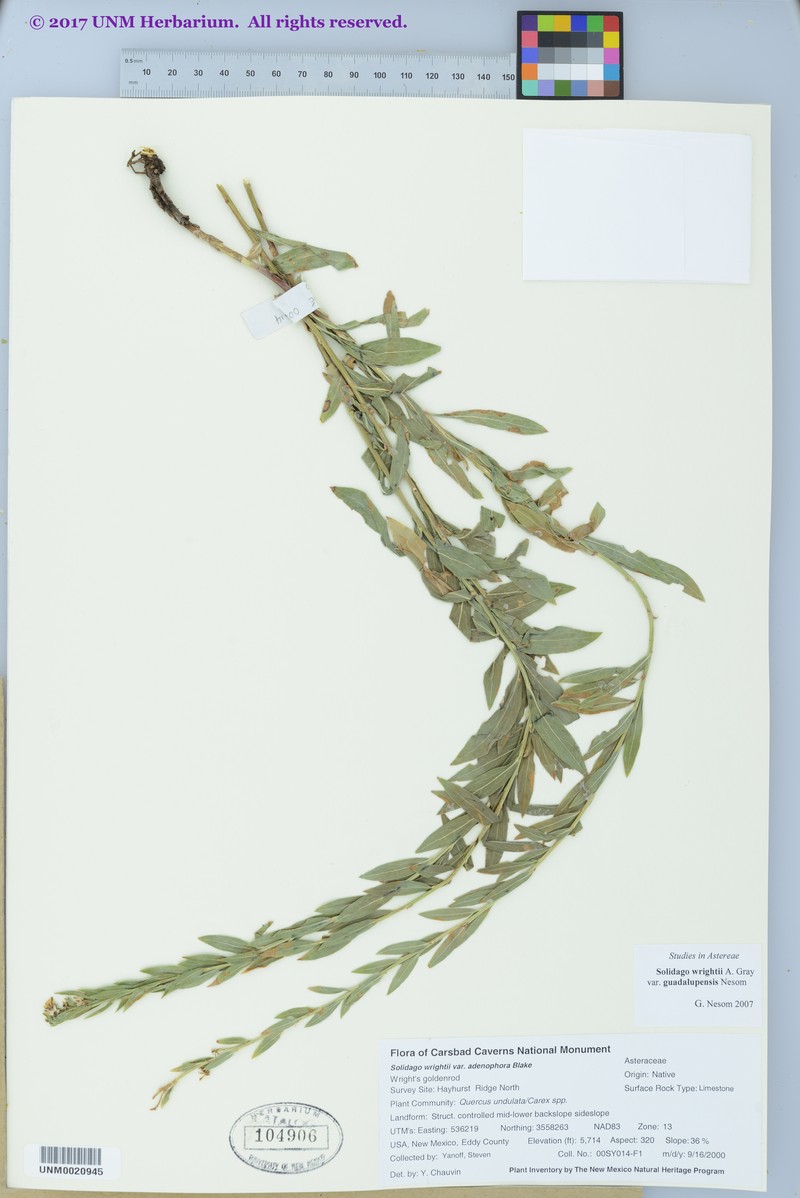 Solidago correllii photo 7