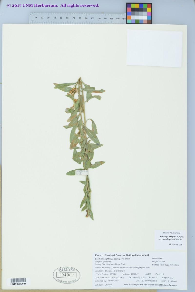 Solidago correllii photo 8