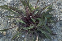 Solidago cuprea