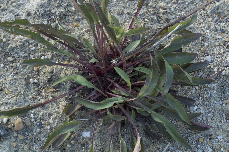Solidago cuprea