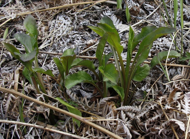Solidago cuprea photo 2