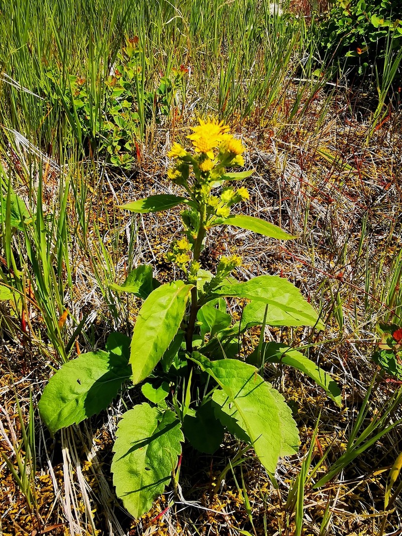 Solidago cuprea photo 3