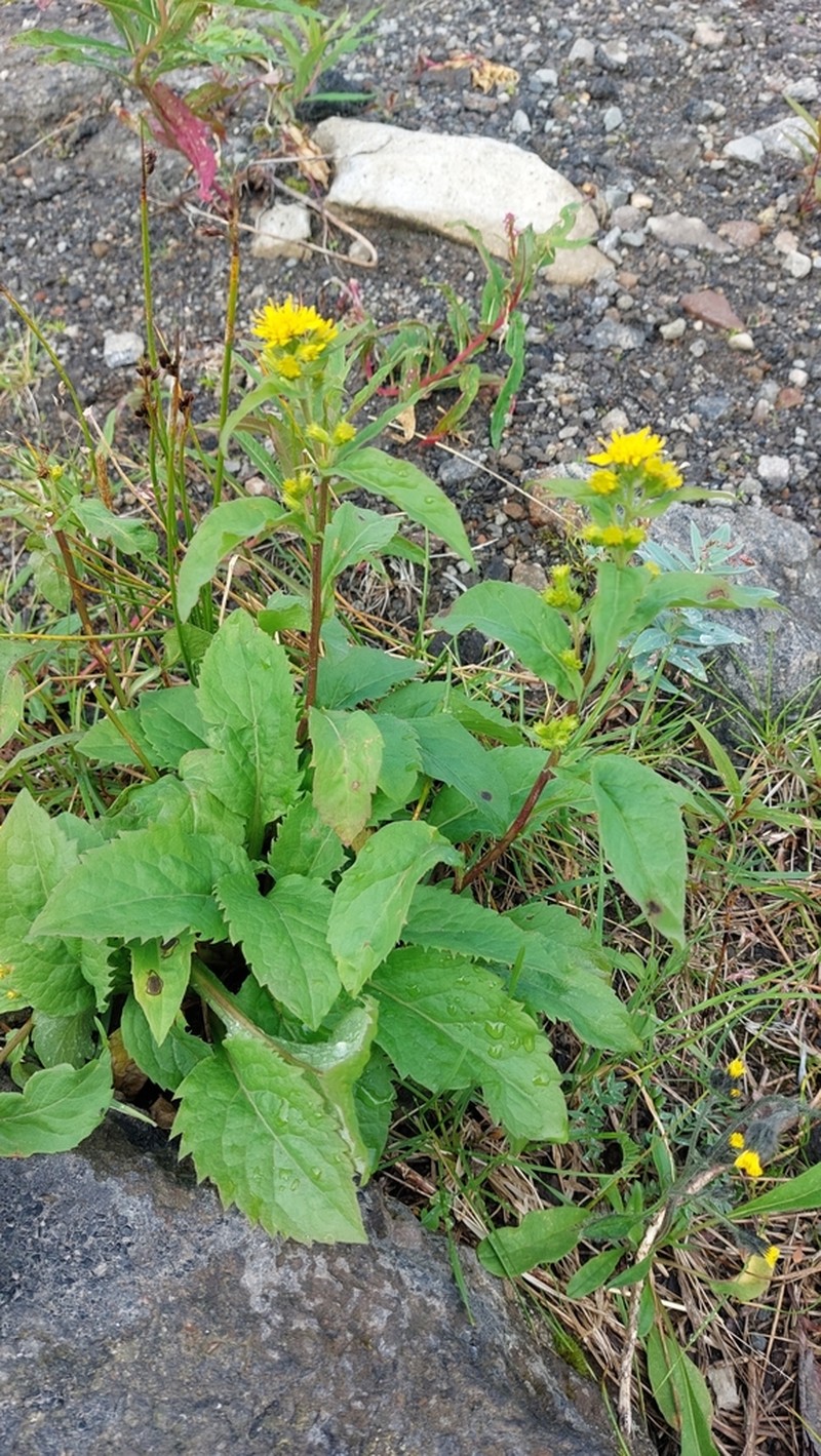 Solidago cuprea photo 4
