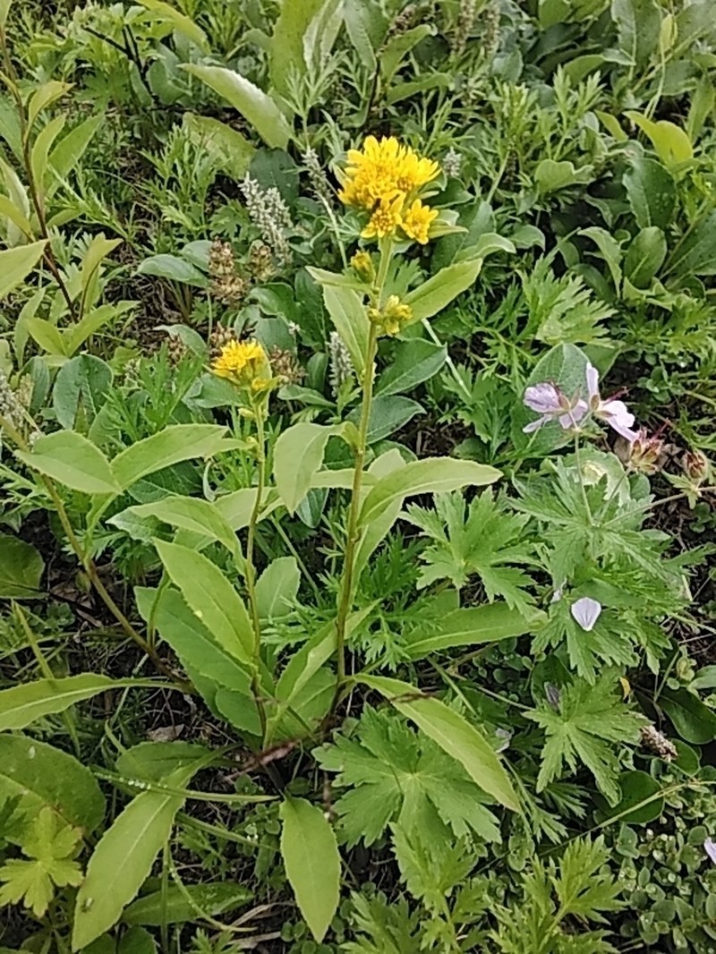 Solidago cuprea photo 5