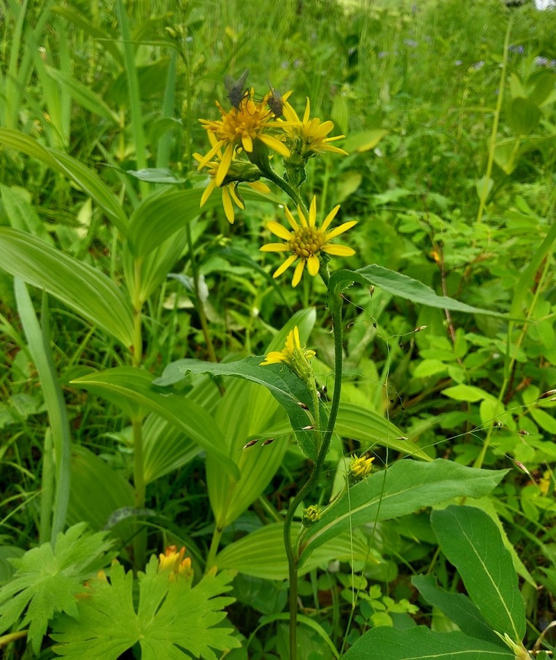 Solidago cuprea photo 6