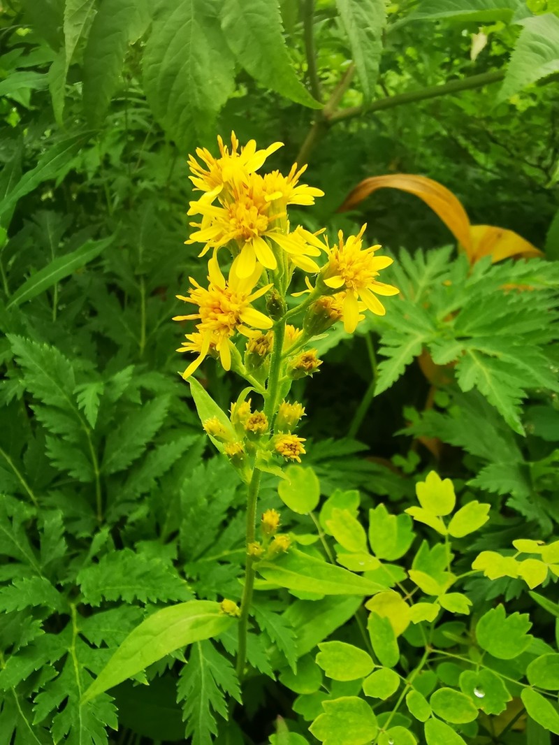 Solidago cuprea photo 7