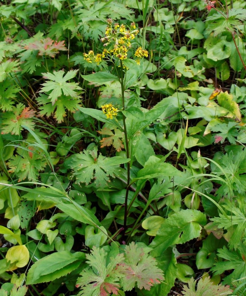 Solidago cuprea photo 8