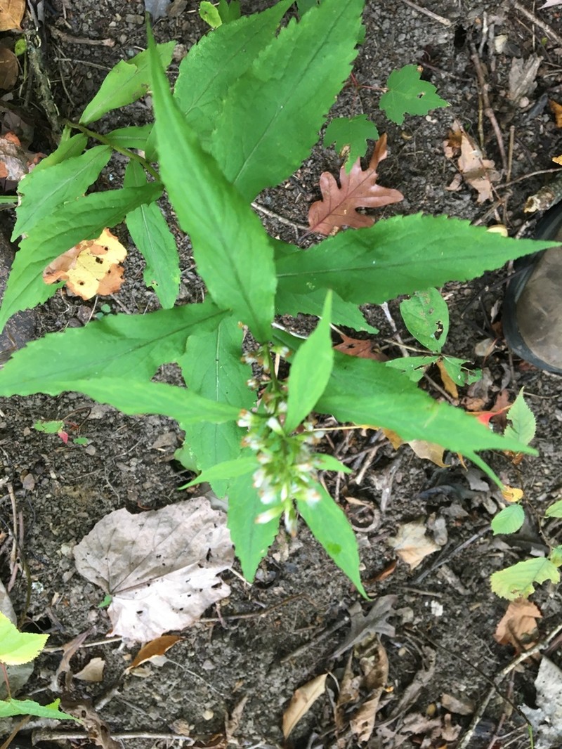 Mountain Decumbent Goldenrod photo 3