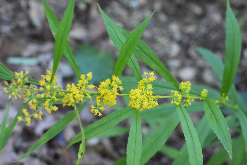 Mountain Decumbent Goldenrod photo 4