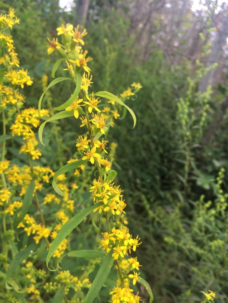 Mountain Decumbent Goldenrod photo 5