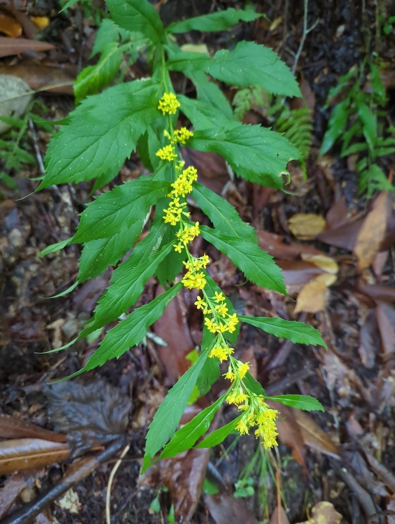 Mountain Decumbent Goldenrod photo 6