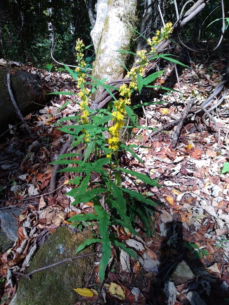 Mountain Decumbent Goldenrod photo 7