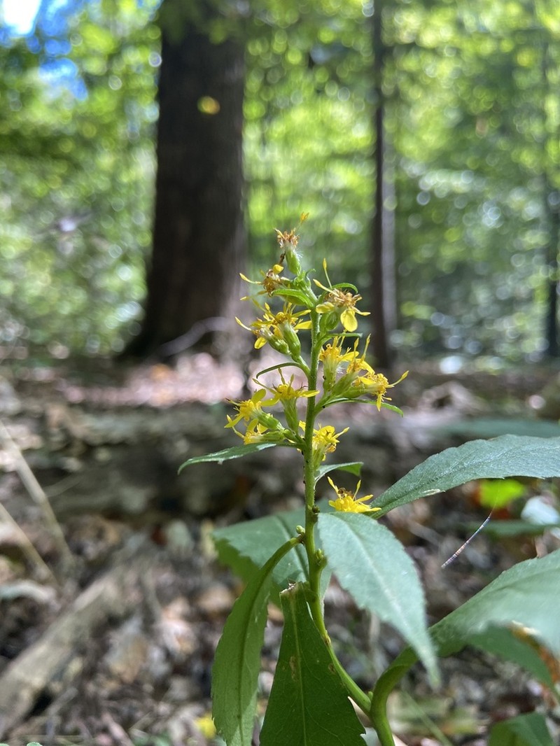Mountain Decumbent Goldenrod photo 8
