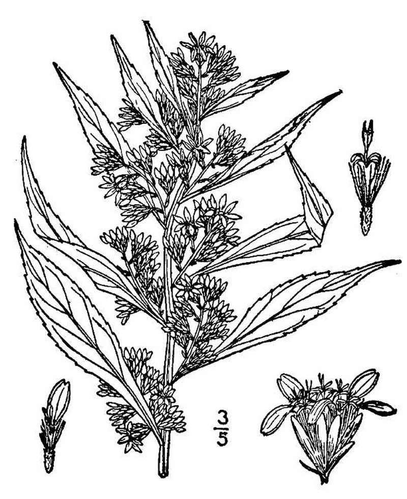 Mountain Decumbent Goldenrod photo 2