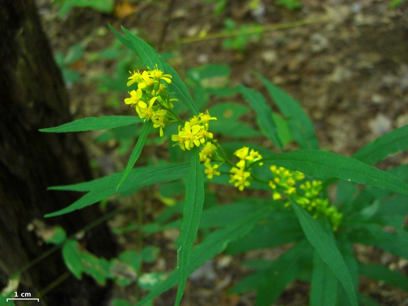 Mountain Decumbent Goldenrod