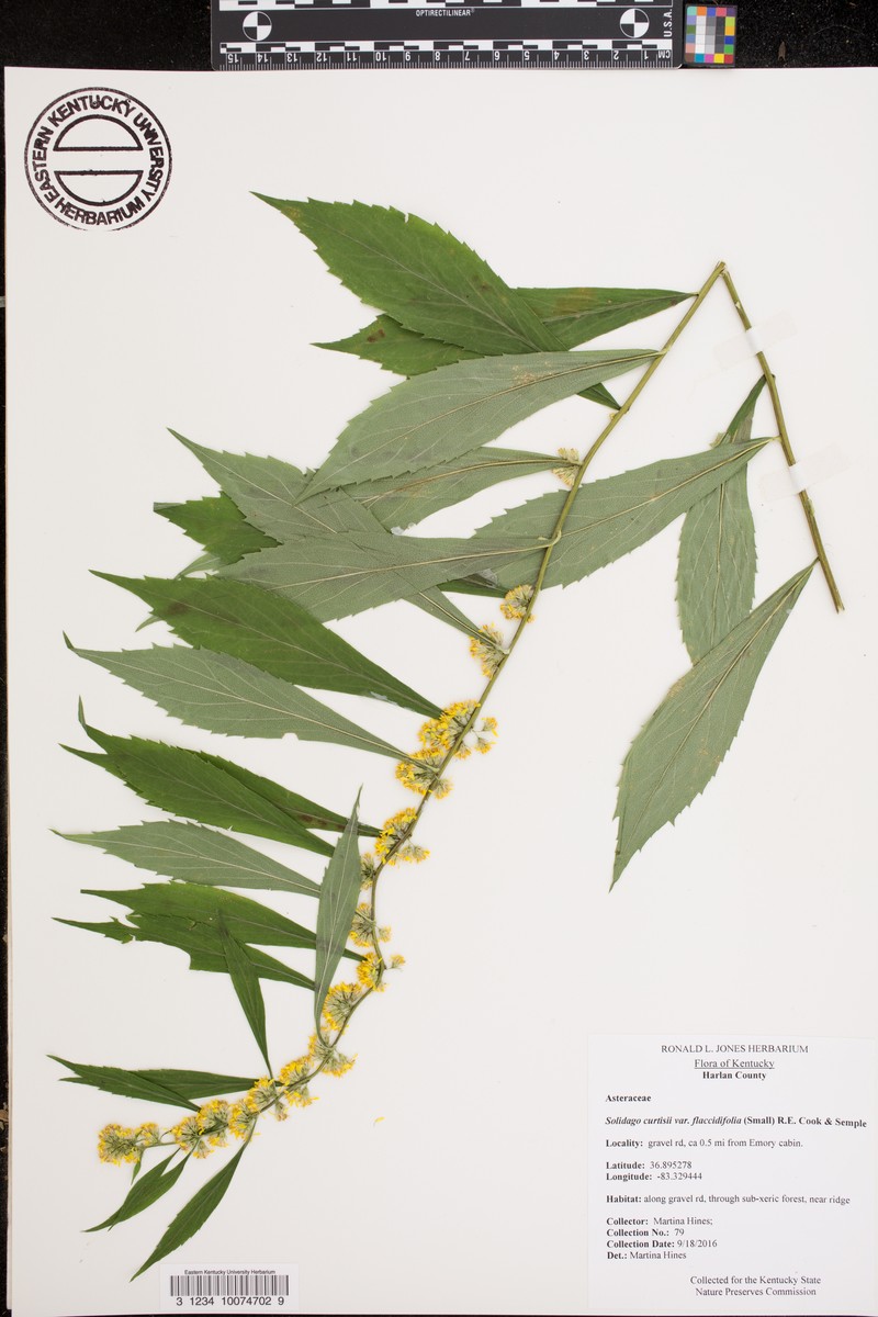 Mountain Goldenrod