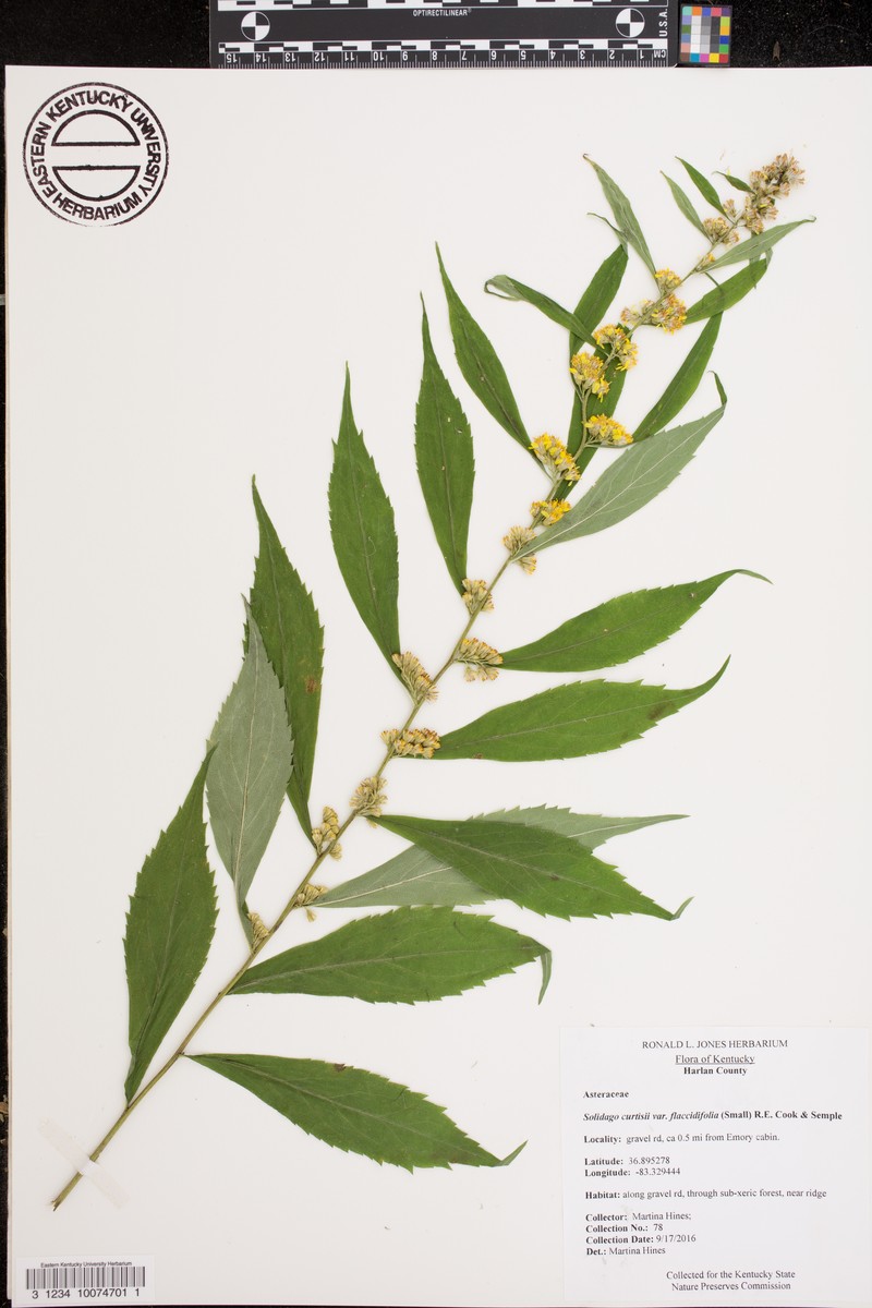 Mountain Goldenrod photo 2