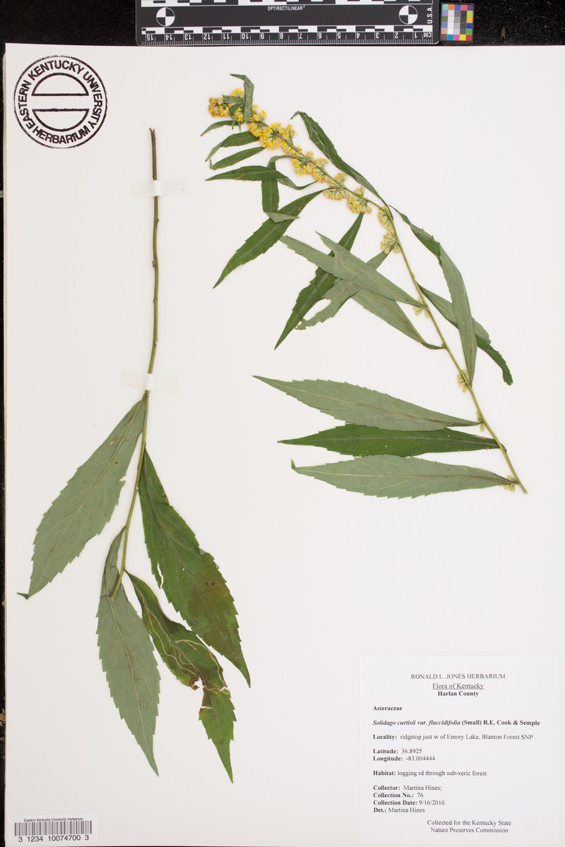 Mountain Goldenrod photo 3