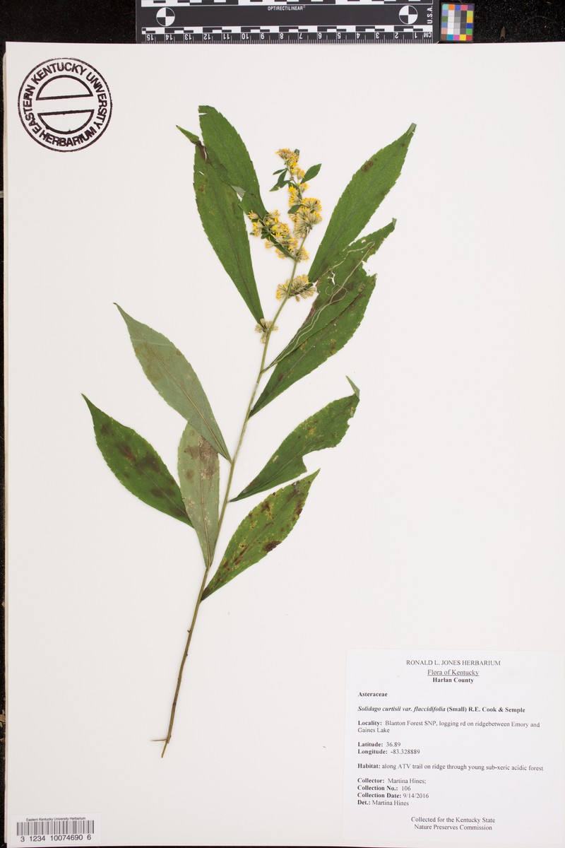 Mountain Goldenrod photo 4