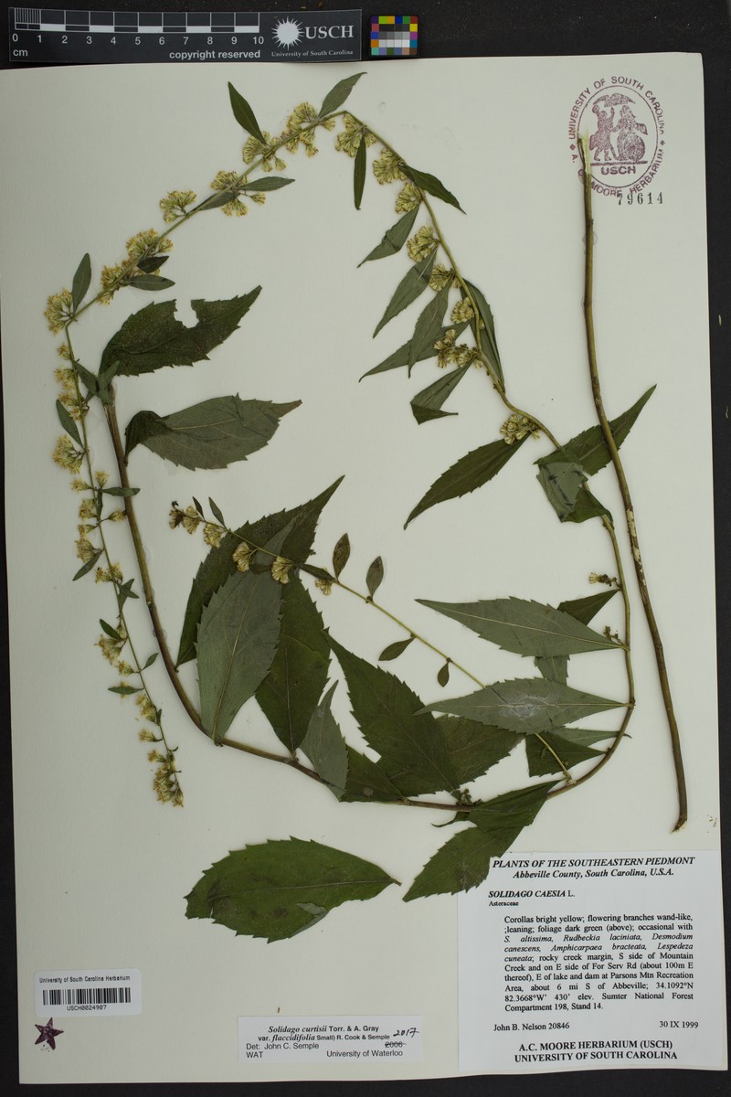 Mountain Goldenrod photo 6