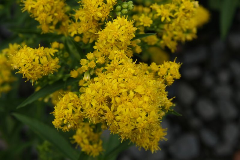 Cutler's Alpine Goldenrod photo 2
