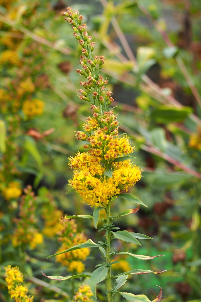 Cutler's Alpine Goldenrod photo 3