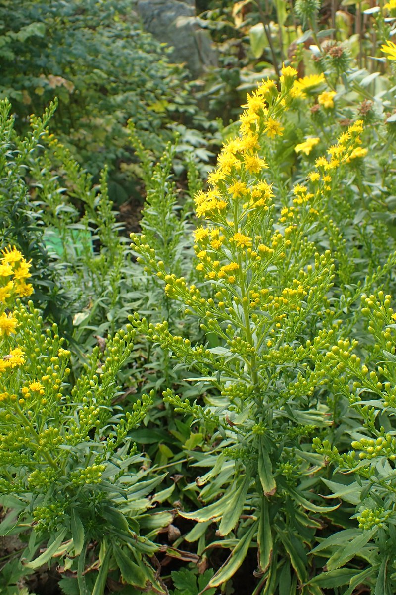 Cutler's Alpine Goldenrod photo 4