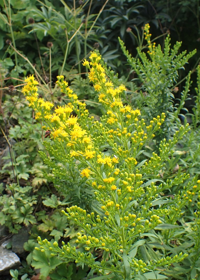 Cutler's Alpine Goldenrod photo 5