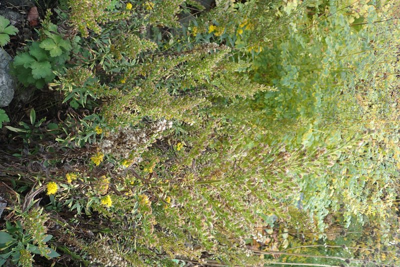 Cutler's Alpine Goldenrod photo 6
