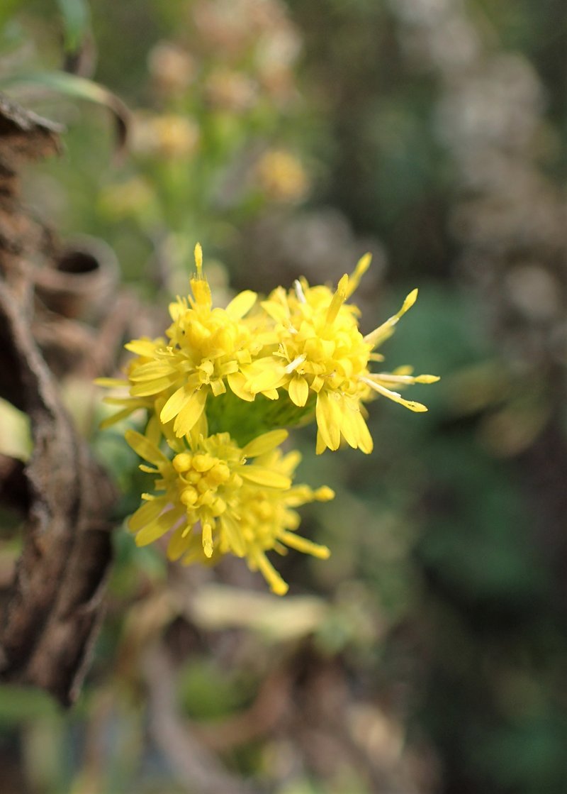 Cutler's Alpine Goldenrod photo 7