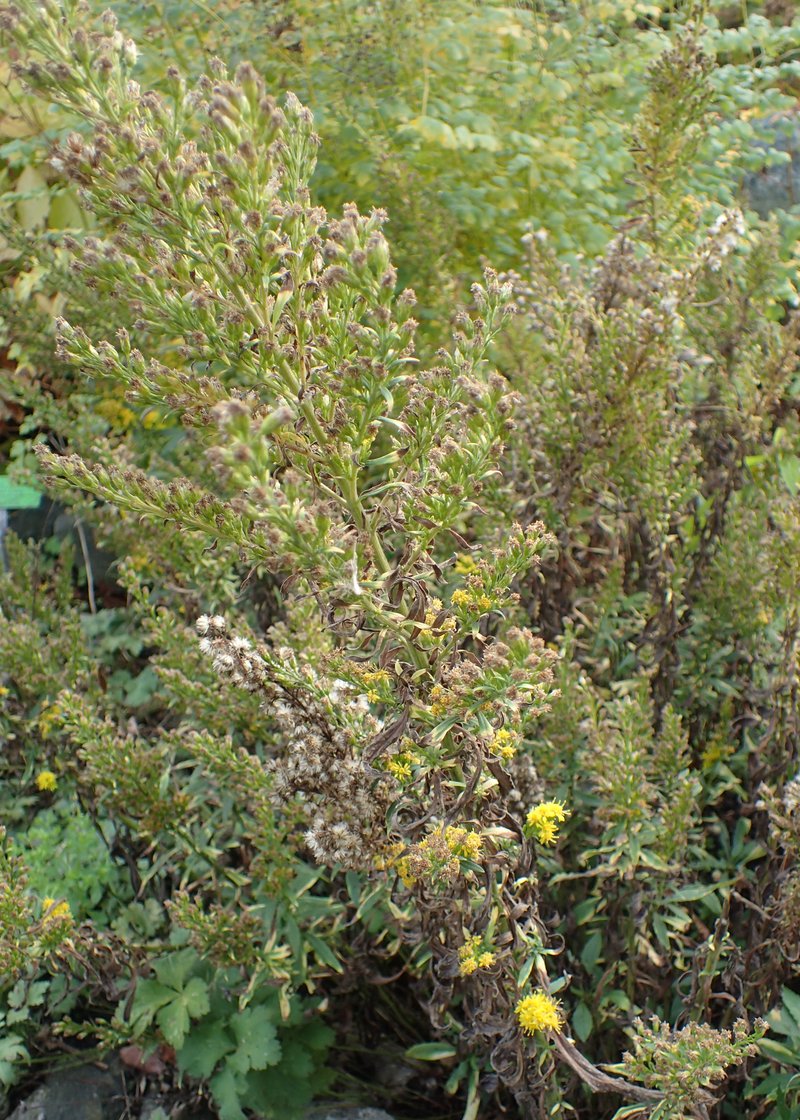 Cutler's Alpine Goldenrod photo 8