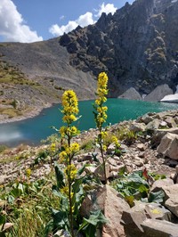 Solidago dahurica
