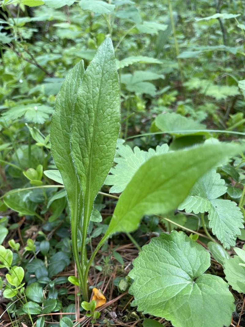 Solidago dahurica photo 2