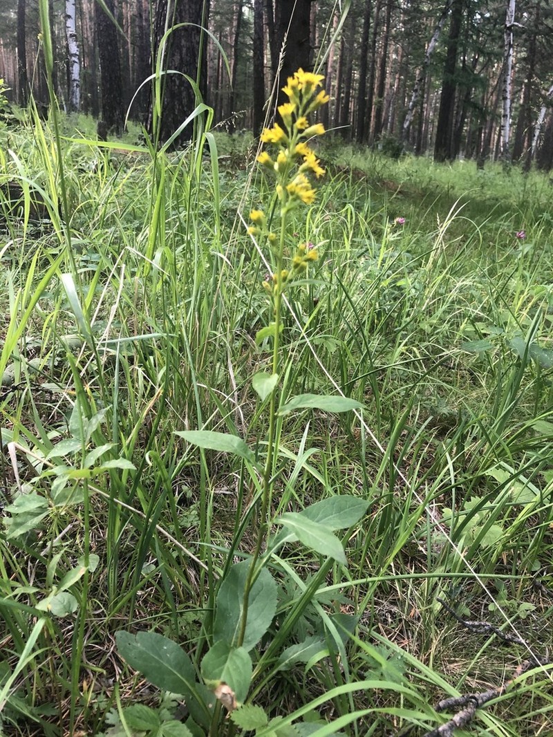 Solidago dahurica photo 3